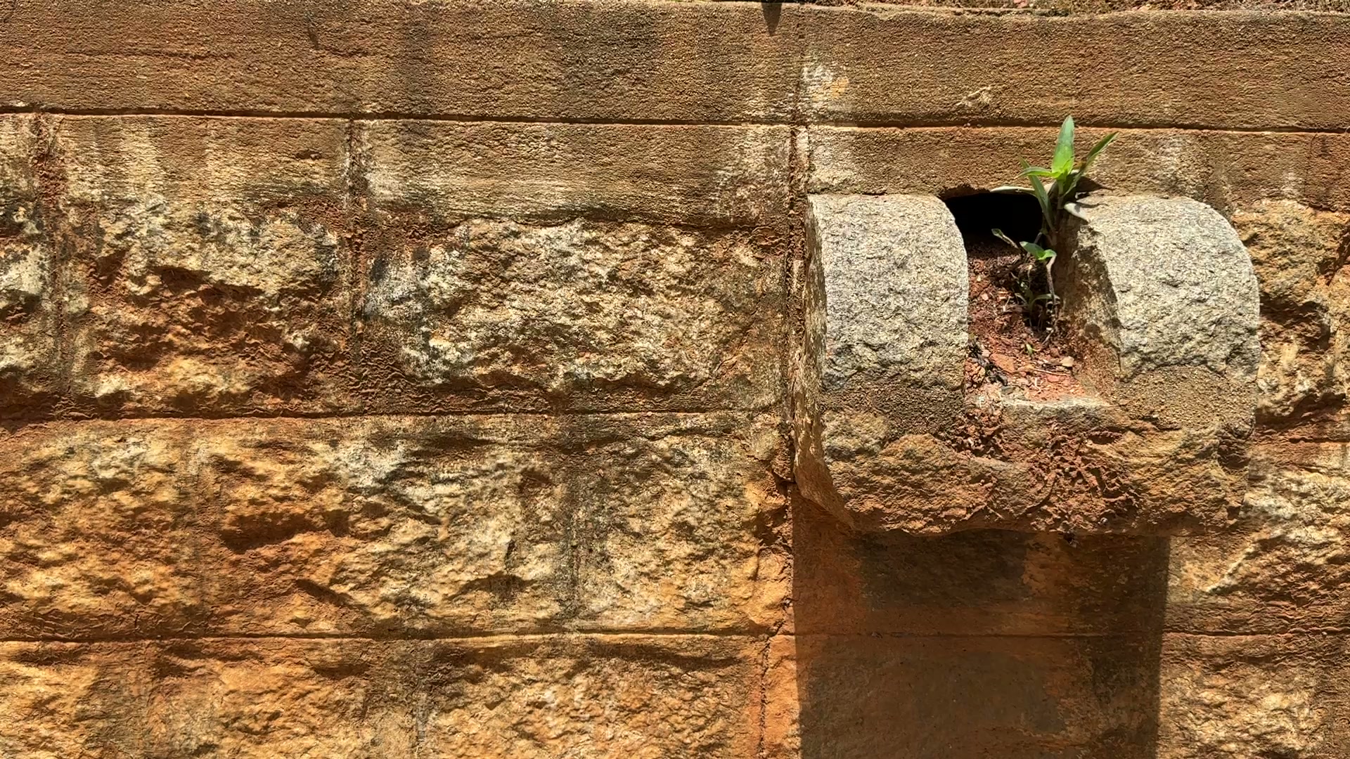 A laterite stone wall with a single green sprout rising from it.