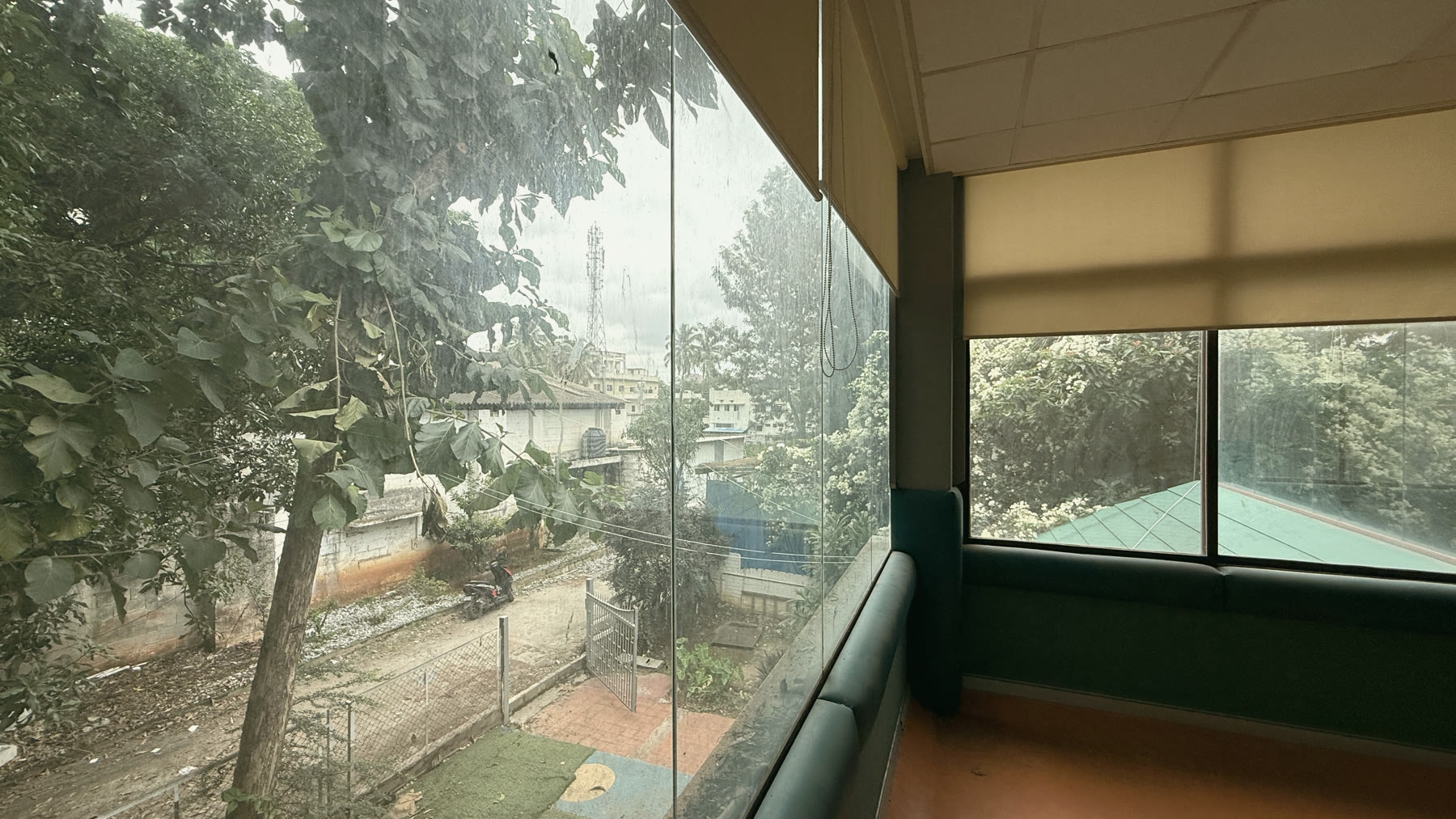 A room's wall of windows opening into the mango-tree canopy.