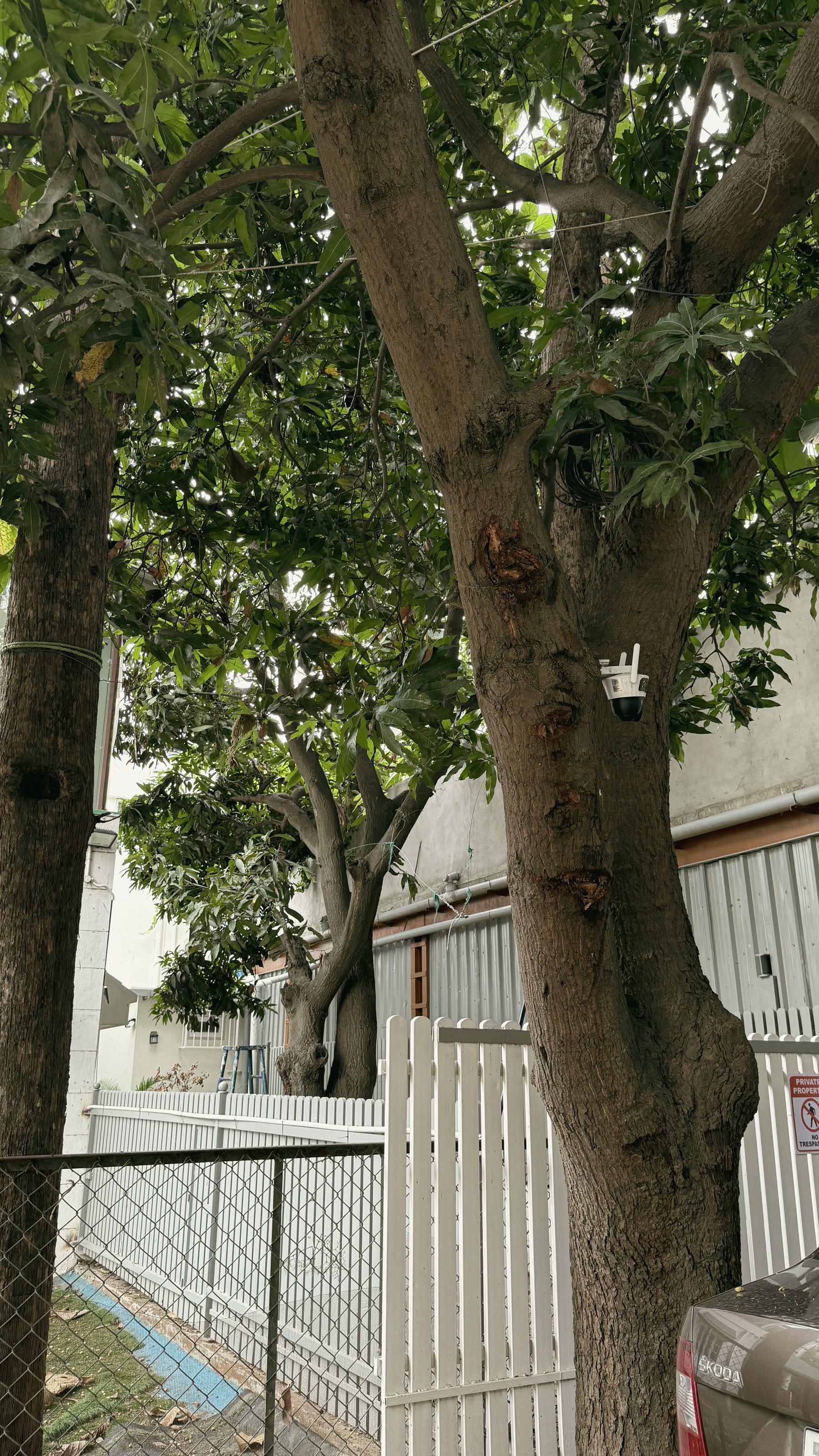 A sixty-year-old mango tree beside the garden gate.